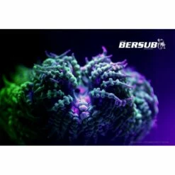 FLUORDIVE Filtre Jaune Pour Masque - Big Blue -Sub-Odyssee Soldes Magasin fluordive filtre jaune pour masque big blue 3