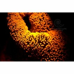 FLUORDIVE Filtre Jaune Pour Masque - Big Blue -Sub-Odyssee Soldes Magasin fluordive filtre jaune pour masque big blue 4