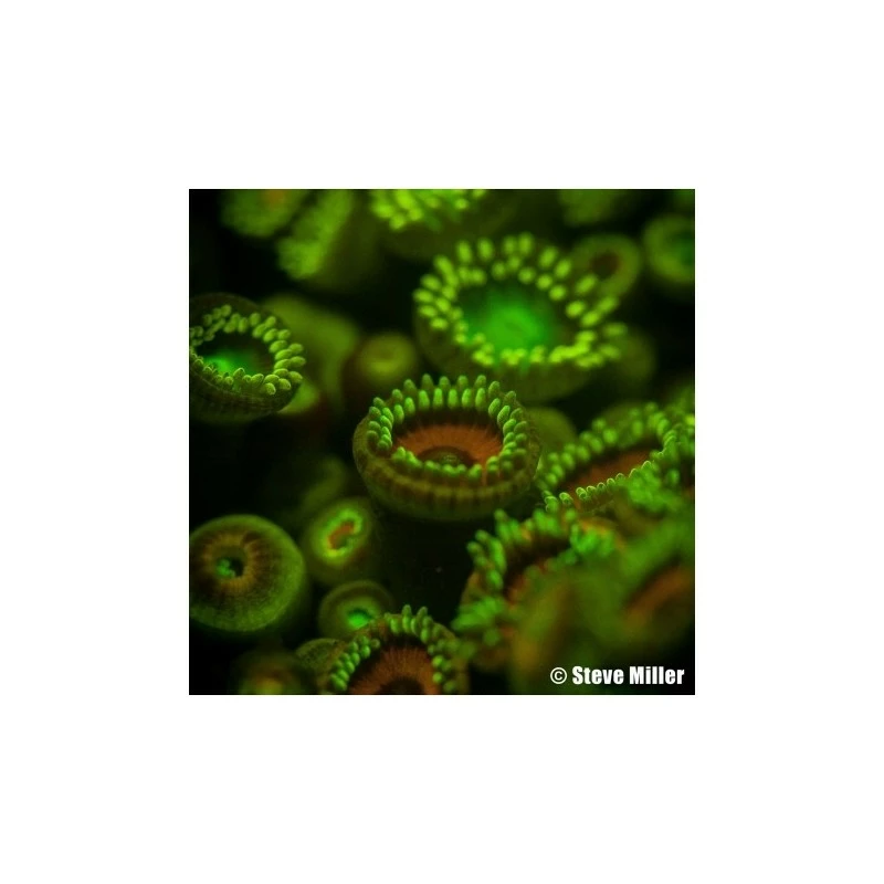 Filtre JAUNE 3.0" Pour La Fluorescence - Ikelite 5 Filtre JAUNE 3.0" Pour La Fluorescence - Ikelite â Image 3