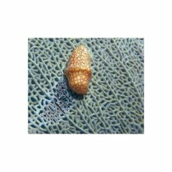 Lentille SUPER MACRO SL571 (Super Macro Close Up Lense) - SEALIFE 10 Lentille SUPER MACRO SL571 (Super Macro Close Up Lense) - SEALIFE -Sub-Odyssee Soldes Magasin sealife lentille super macro super macro close up lense pas cher sub odyssee 3