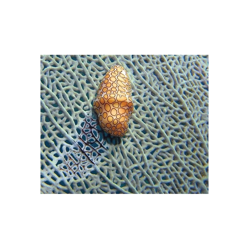 Lentille SUPER MACRO SL571 (Super Macro Close Up Lense) - SEALIFE 6 Lentille SUPER MACRO SL571 (Super Macro Close Up Lense) - SEALIFE – Image 4