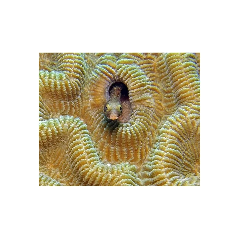 Lentille SUPER MACRO SL571 (Super Macro Close Up Lense) - SEALIFE 7 Lentille SUPER MACRO SL571 (Super Macro Close Up Lense) - SEALIFE – Image 5