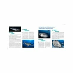 Requins, Guide De L’interaction - Turtle Prod -Sub-Odyssee Soldes Magasin turtleprod requins guide de linteraction pas cher sub odyssee lyon 4