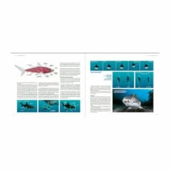 Requins, Guide De L’interaction - Turtle Prod -Sub-Odyssee Soldes Magasin turtleprod requins guide de linteraction pas cher sub odyssee lyon 6